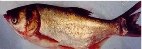 鱼类细菌性出血病治疗方案,鱼类应激性出血症防治