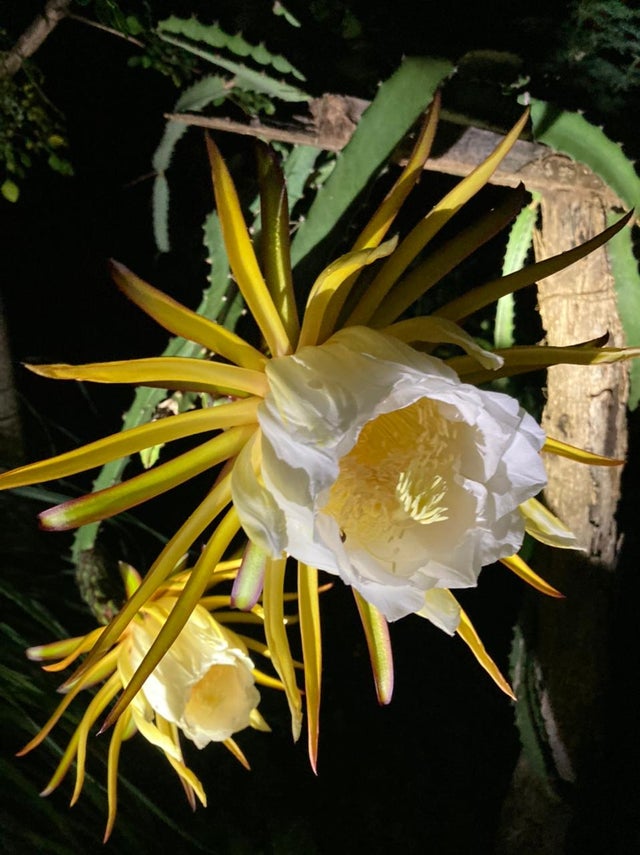 31张活久见的有趣图片,鳄鱼电鳗同归于尽渔翁得利