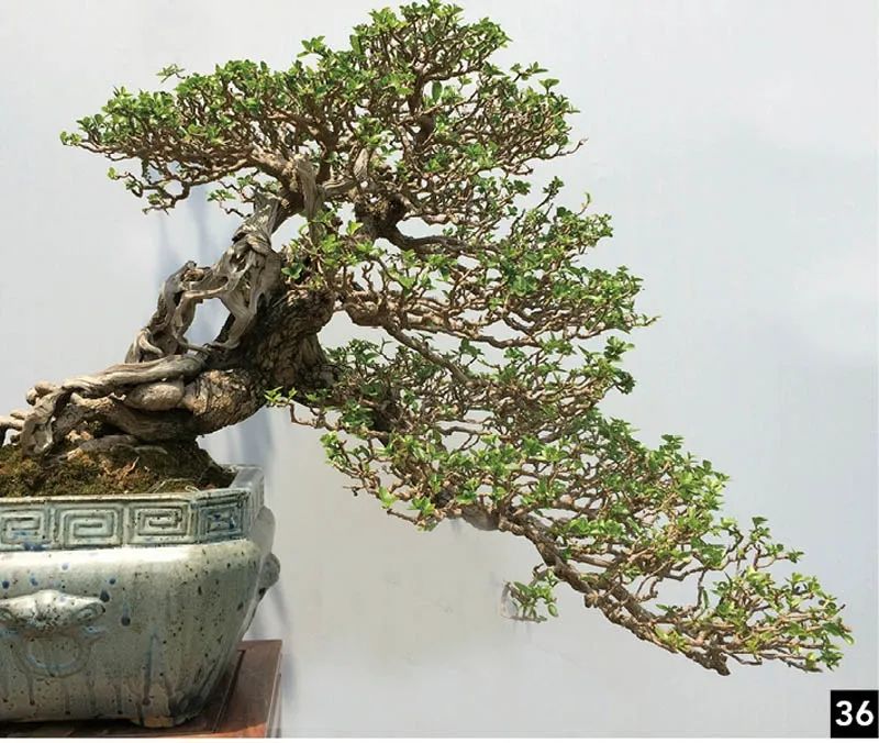 盆景修行,学习盆景技术最好的书