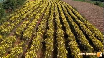 “靠山吃山，动点脑筋”，这里种植的品质上等白芨，刚成熟采收就被外地客商全部定购