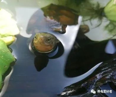 加温养龟长得快吗,小龟怎么养才能长得好