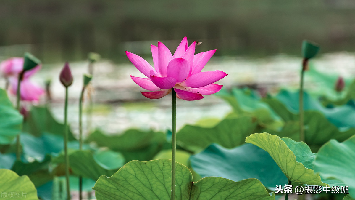 新手也能拍得好荷花摄影技巧,拍荷花的九个技巧