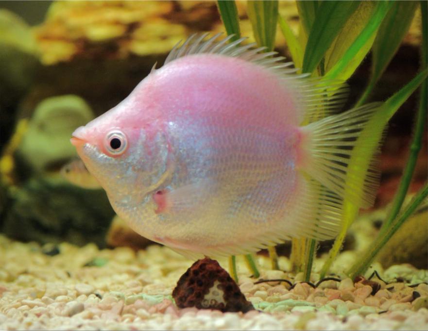 一旦发现自己所爱，就能触碰到静候在所有职业底下真正的天赋力