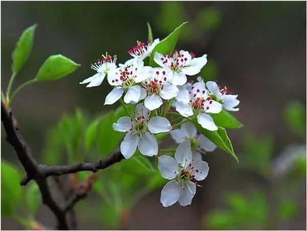 棠梨花映白杨树,棠梨花映白杨树的意境