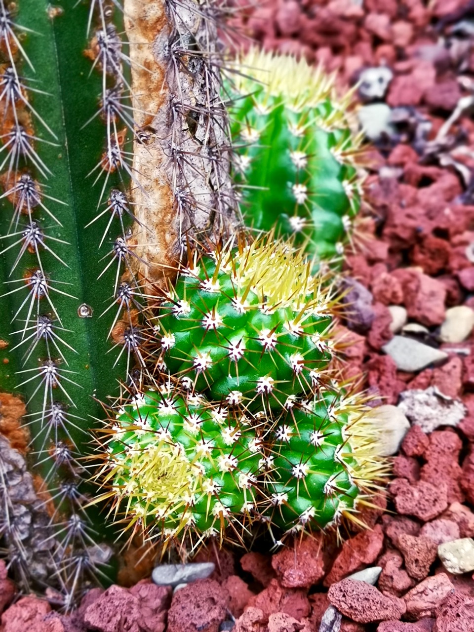 树形多肉仙人掌开花图片,仙人掌多肉植物品种大全图片