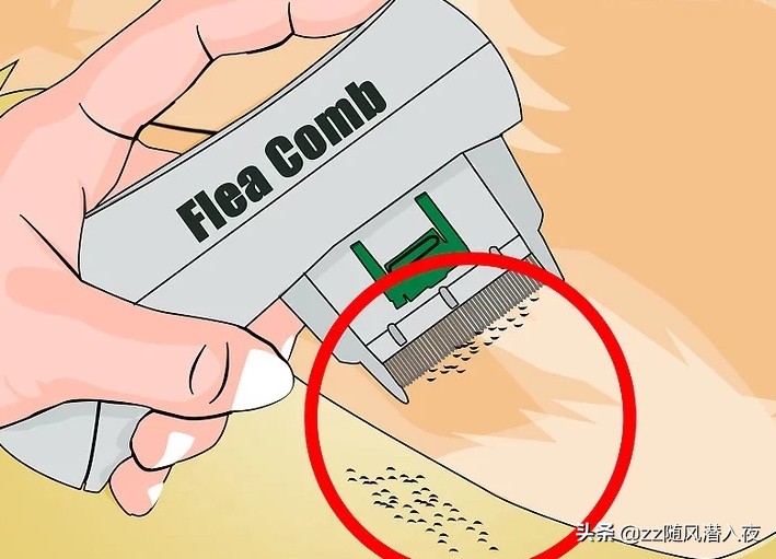 洗洁精能杀死鸡虱子吗,洗洁精可以除掉虱子吗