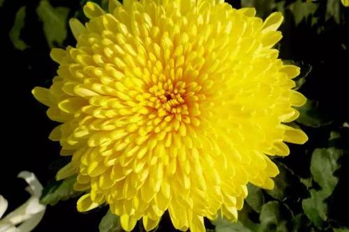 菊花生虫怎么治疗最好,菊花生虫后的样子是怎样的