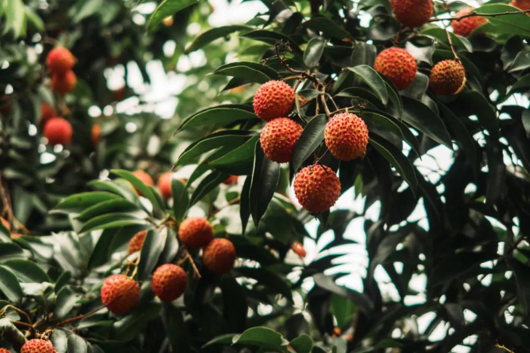 中国哪里的荔枝最甜,全国荔枝最好吃的地方