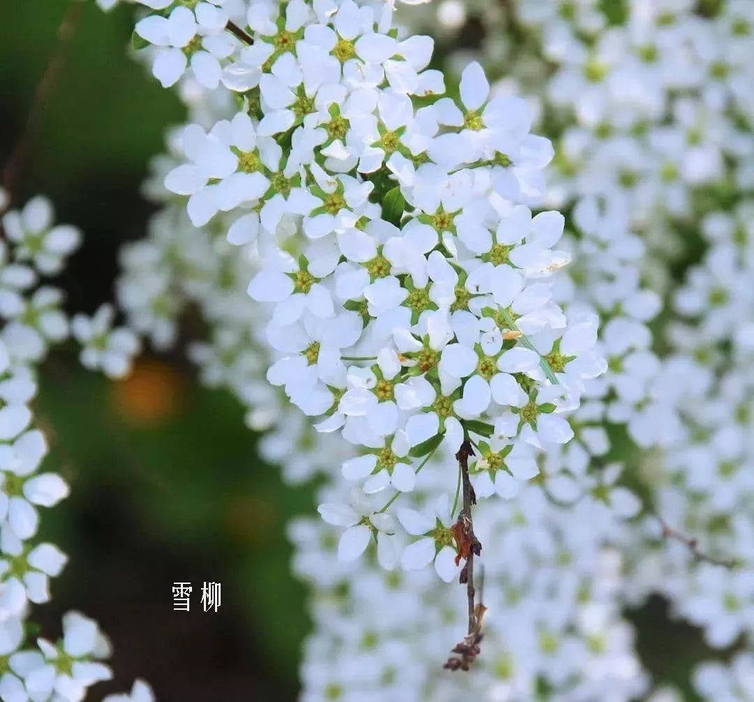 花店里同款的两种不同价格的花材,花店最容易被顾客误解的几种花材