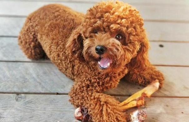 喜欢咬人的狗是什么品种,喜欢咬人的狗有哪些