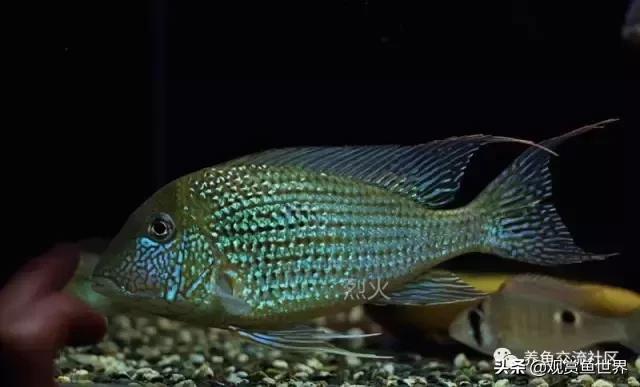 食土鲷一般多大尺寸,食土鲷哪个品种小一点