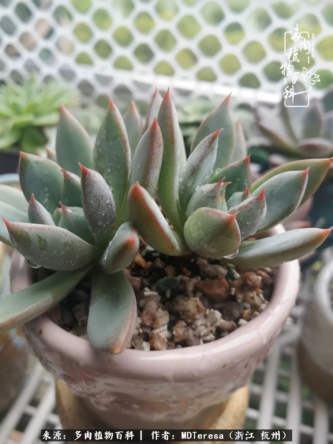 养好能养好的才是王道！期待多肉们的华丽转身