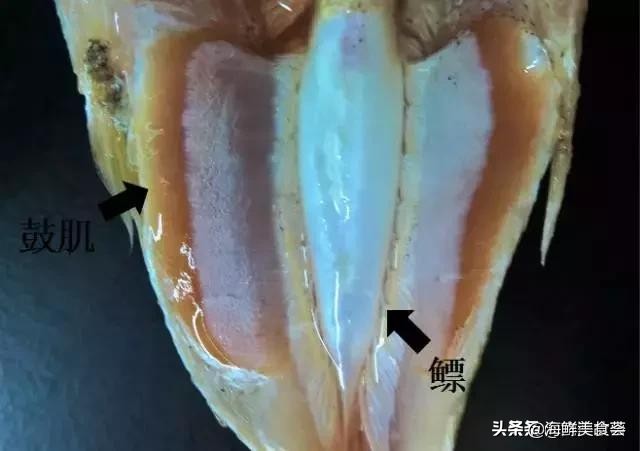 曾是四大海产之一,靠叫声互相识别,却被人类用噪声团灭