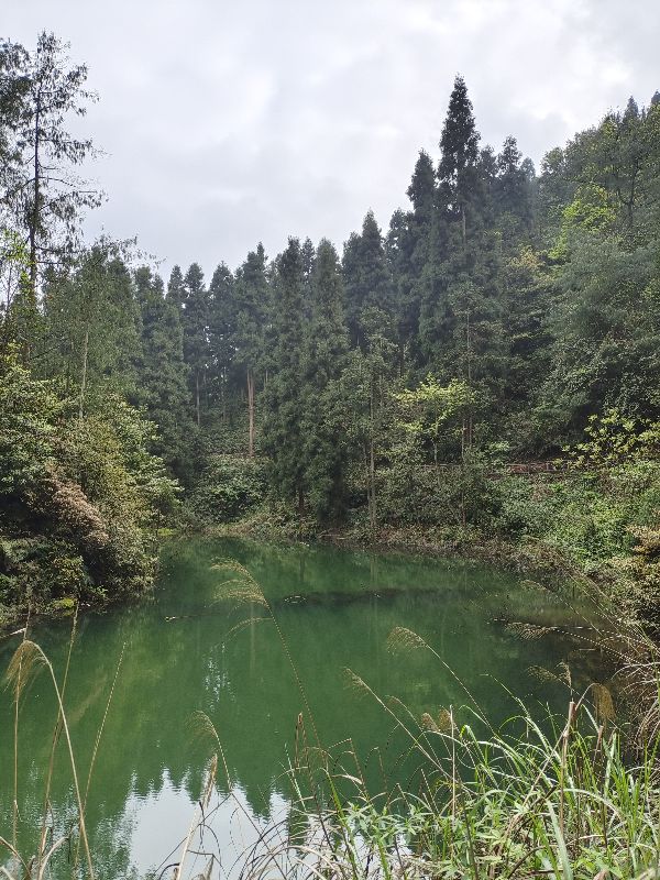 大型氧吧机,森林公园吸氧