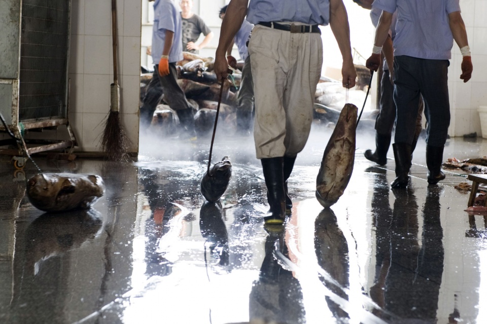 正宗的鱼翅汤,家庭自制鱼翅汤