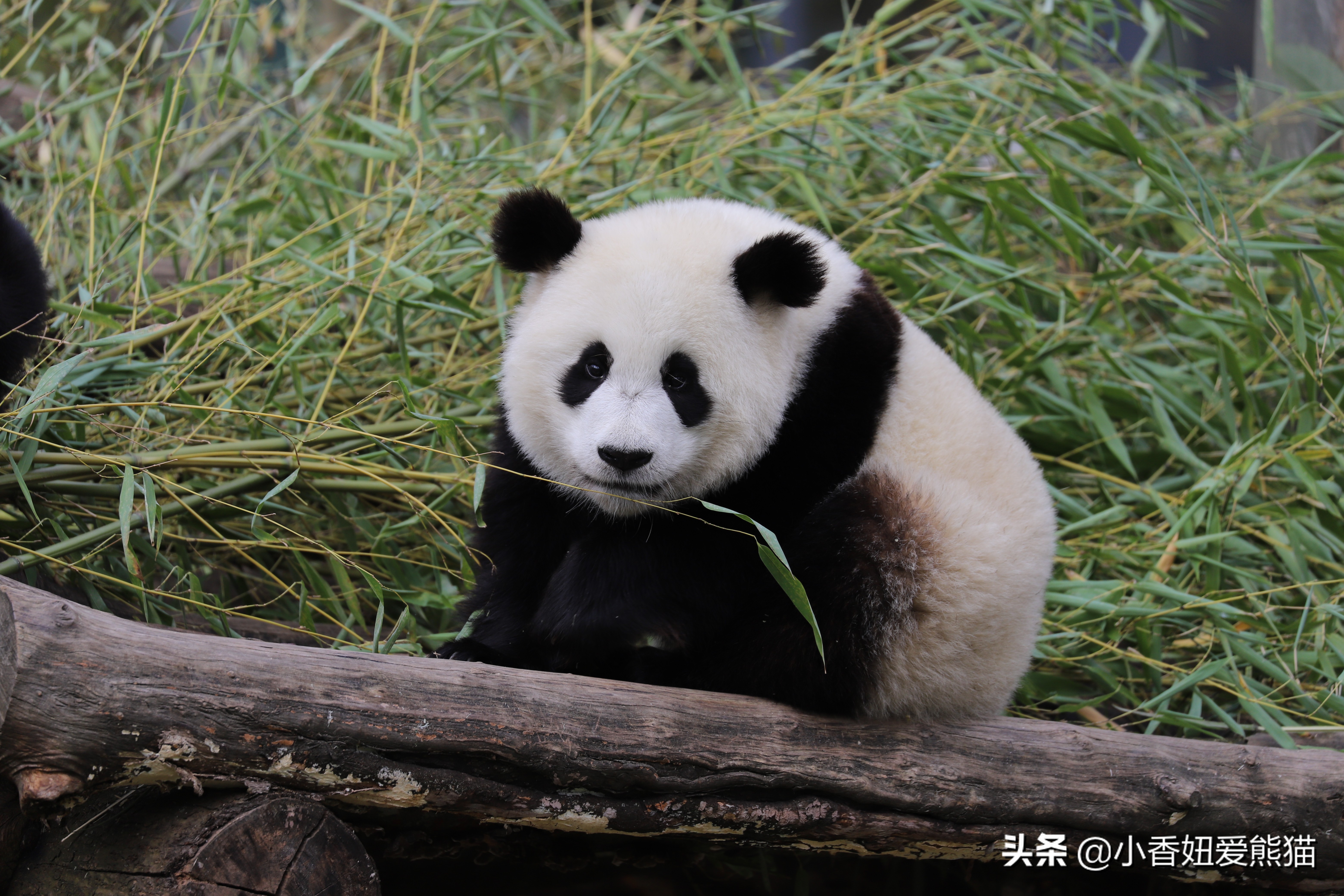 卧龙熊猫宝宝和宝力,卧龙熊猫基地熊猫宝宝