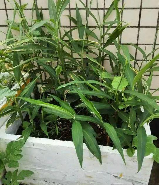 怎样让姜快速发芽做盆栽,盆栽植物姜
