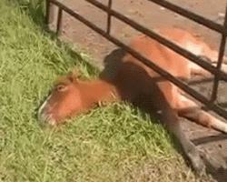 揭秘互联网比较常见的网赚骗局,知识分享割韭菜新套路