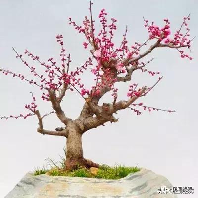 姊呰姳鐩嗘櫙浠锋牸,榫欐父姊呰姳鐩嗘櫙