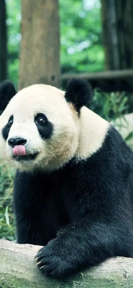 为什么全世界都喜欢大熊猫,世界各地的人们都喜爱大熊猫英语