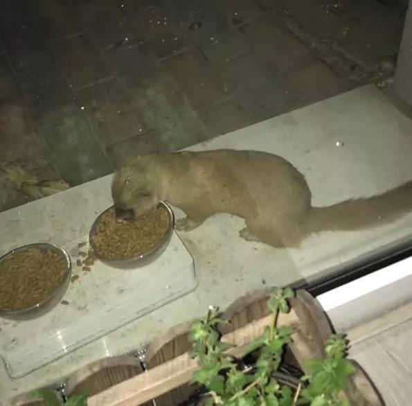 北京的黄鼠狼,北京市区黄鼠狼