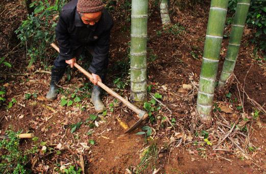 冬笋多钱一斤,冬笋从哪里长出来好吃