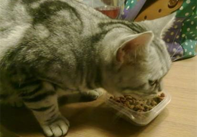 2个月幼猫刚到家不吃不喝,2个月幼猫刚到家不拉屎