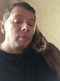 贵族阿比西尼亚猫,神秘的波斯猫