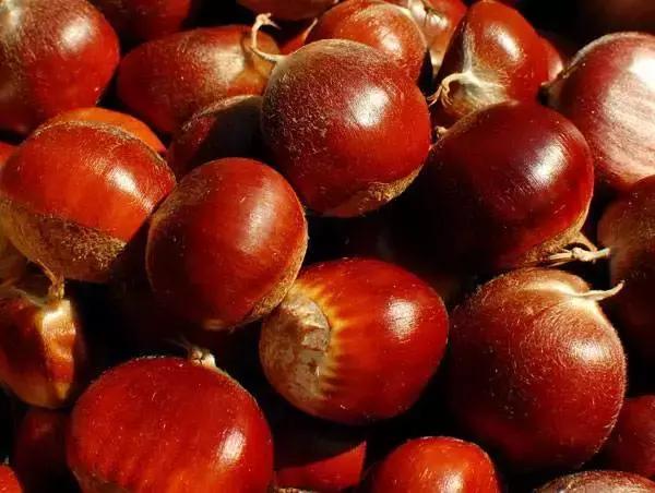 山东7月份有哪些水果可以采摘,山东10月份有什么水果可以采摘