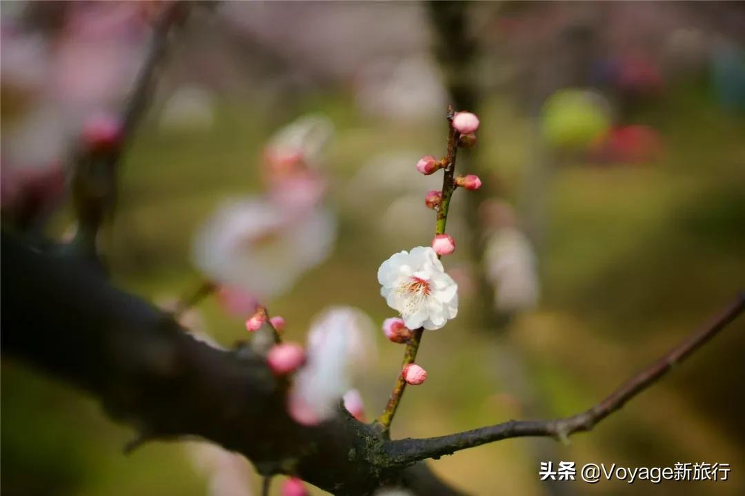 旅行民宿春天赏花,附近哪里有赏花民宿