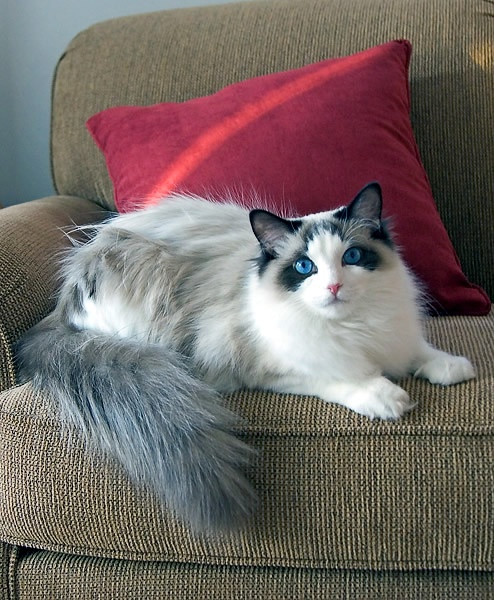 各种猫咪花纹品种,名贵品种猫咪大全