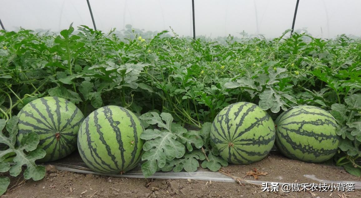 甜王西瓜种植全套技术,金纯甜王西瓜种植前景