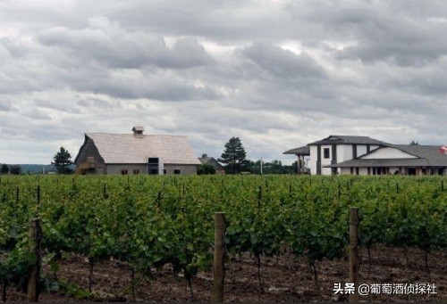 加拿大最好的冰酒,关于冰酒的100个知识