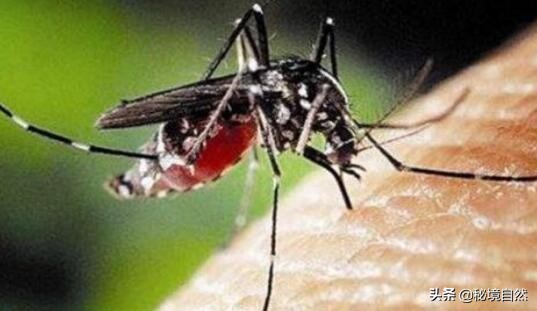 其实最毒的蚊子你被哪种蚊子咬过,被蚊子咬后如何判断是否是毒蚊子
