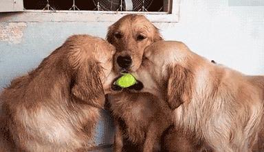 新手养金毛养幼犬好还是成犬好,新手养金毛合适还是阿拉斯加合适