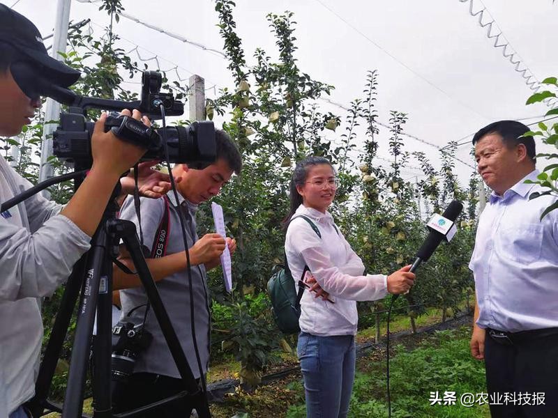 陕西长武,苹果产业托起果农增收致富梦——访陕西省长武县果业服务中心主任路志民