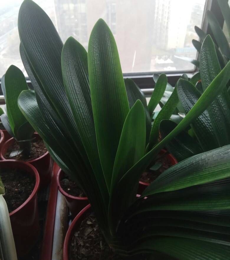 夏季养护好君子兰的八个注意事项,养君子兰注意4点度夏方法