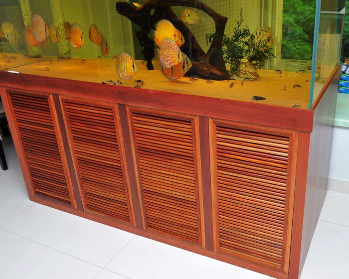 七彩神仙爱好者,野生七彩神仙开口