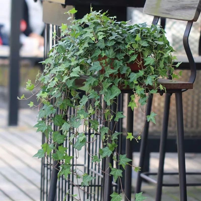 室内盆栽植物吸甲醛易活推荐,有助睡眠植物盆栽除甲醛