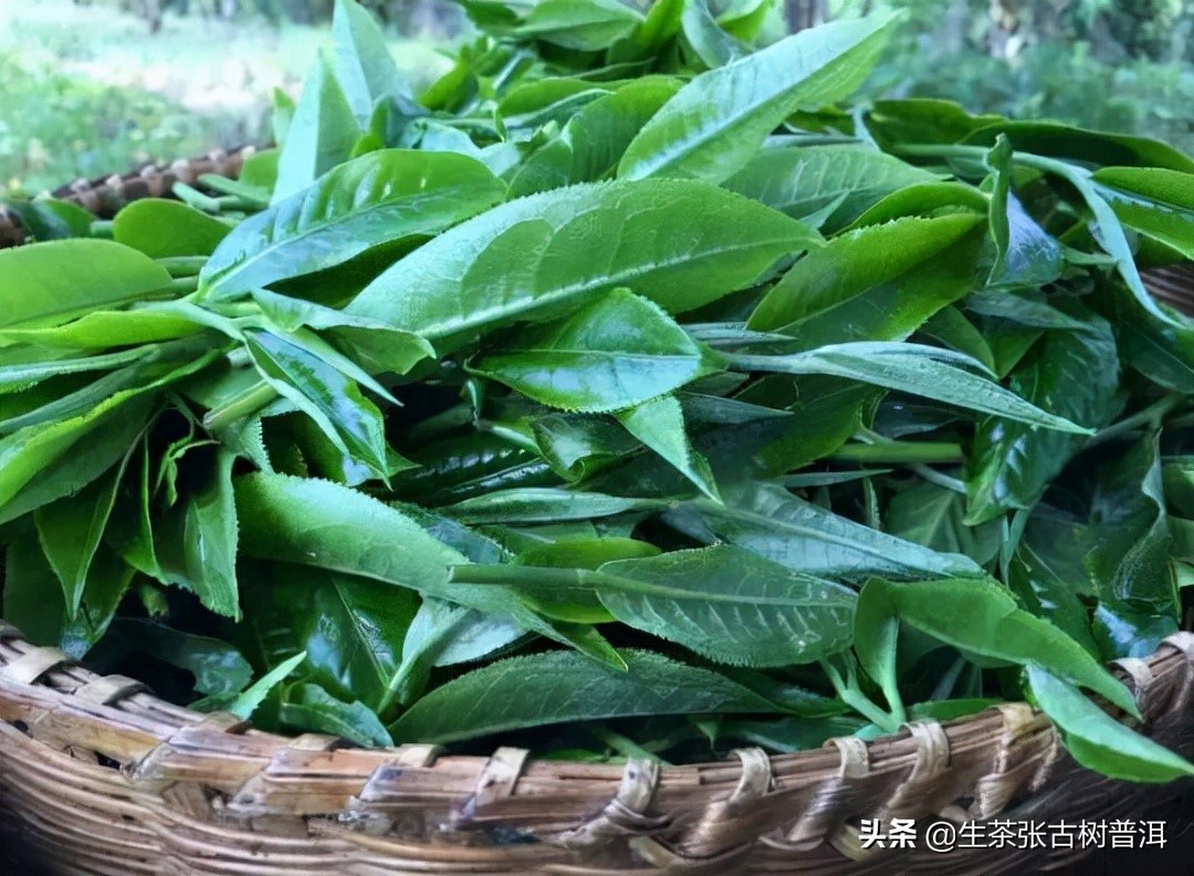 普洱茶里老茶头和碎银子哪个好喝,普洱茶7542和7572哪个好喝