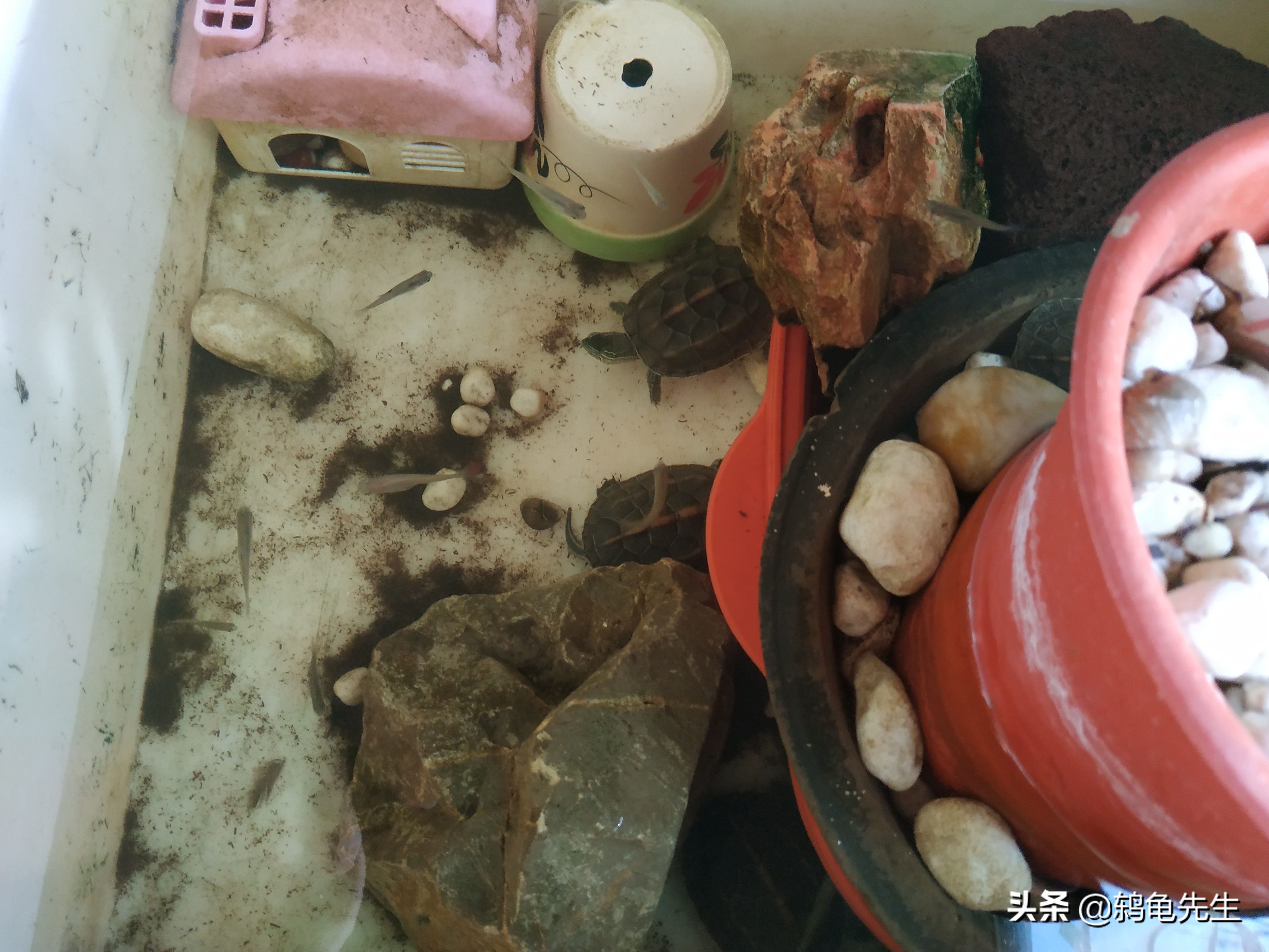 养龟要多久换水一次最好,养龟多久换一次水合适