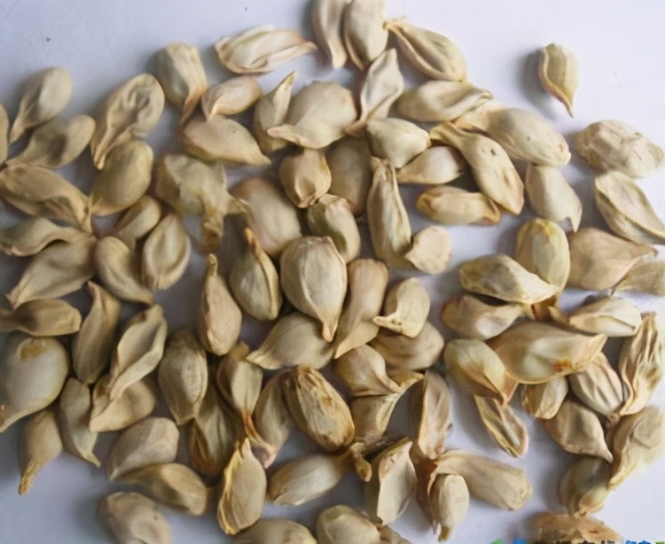 络脉瘀阻怎么治疗,疏通络脉的中成药