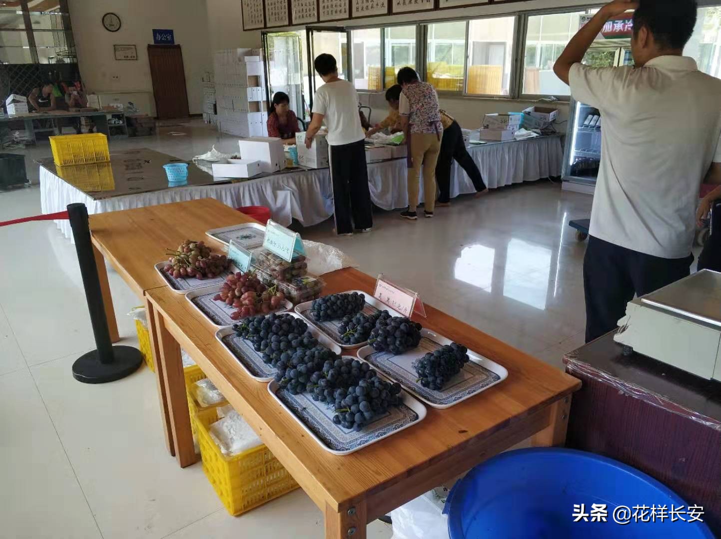 葡萄熟了玩耍视频,葡萄熟了采摘园