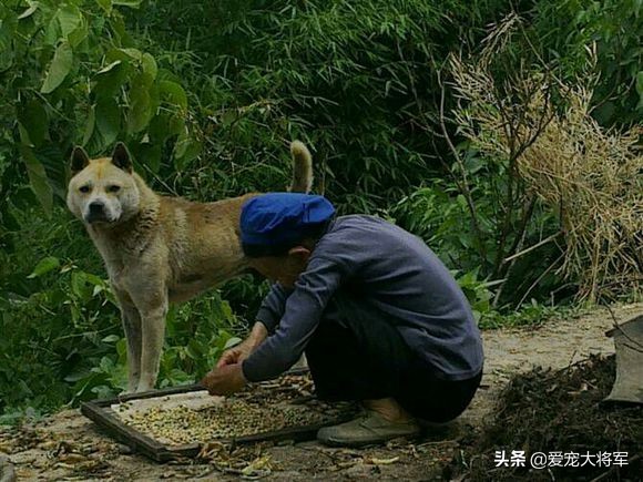 老兽医治疗宠物,别等狗狗出现这些问题再来后悔