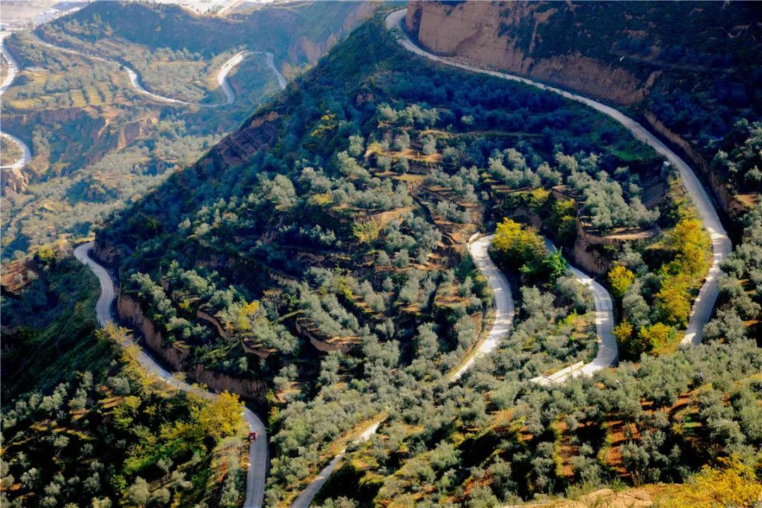 中国国际食用油产业博览会金奖,中国国际高端食用油金奖