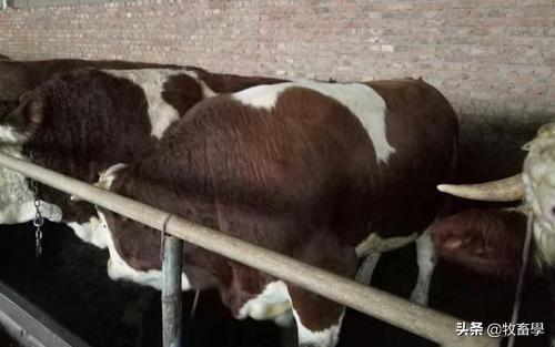 牛养殖疾病处理,牛养殖技术及管理