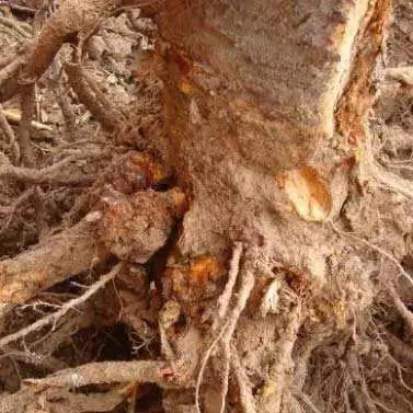 根结线虫病害及治疗方法,根结线虫危害全过程