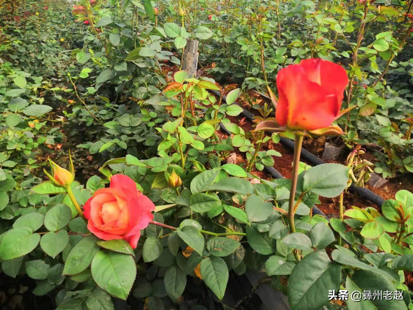 你知道为什么要给玫瑰花上网套吗？看看5年的花农怎么说