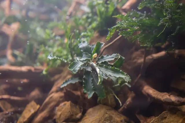 本色水景水草造景培训,本色水景水草培训