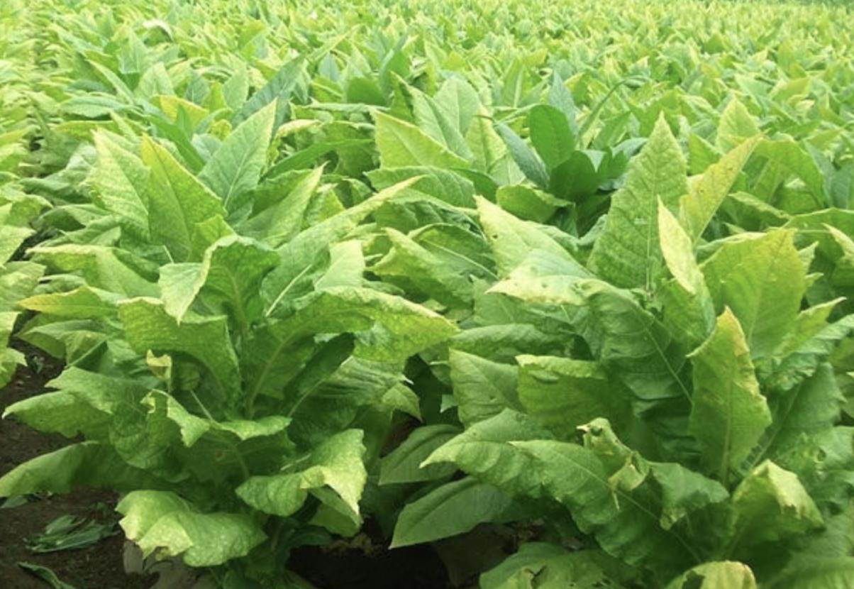 小猪说烟斗品牌,小猪说烟斗